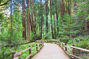 redwood-forest-of-muir-woods